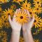 Close-up of hands holding vibrant yellow daisies, showcasing natural beauty and floral pattern.