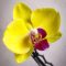 orchids, orchid, orquídea, yellow orchid